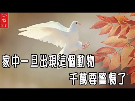 家中有蜈蚣風水|家中見蜈蚣的5大含義